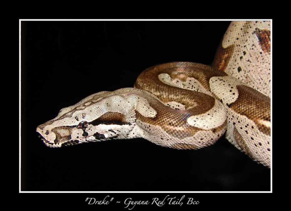 7MaleGuyana.jpg Drake picture by bka_reptiles