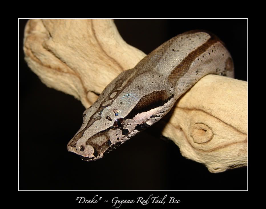 DSC03085.jpg Drake picture by bka_reptiles