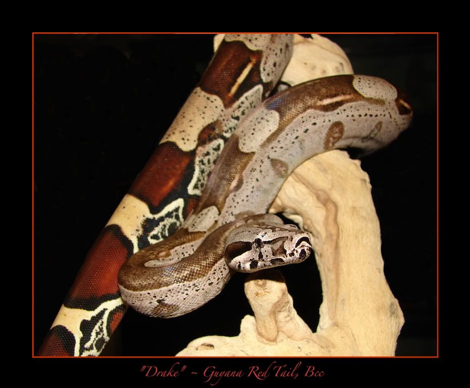 MaleGuyana032209.jpg Drake picture by bka_reptiles