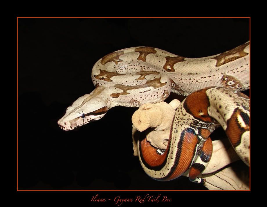 1Iliana032209.jpg Iliana picture by bka_reptiles