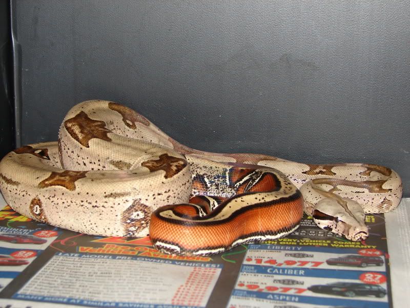 DSC03088.jpg Iliana picture by bka_reptiles