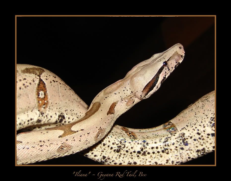 DSC03097.jpg Iliana picture by bka_reptiles