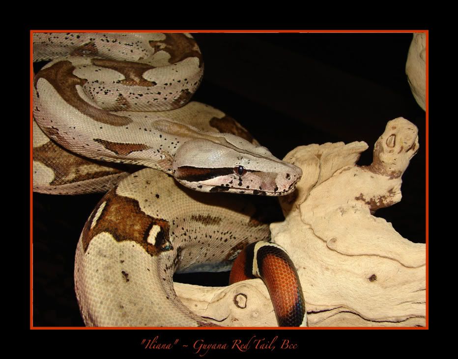 Iliana032209.jpg Iliana picture by bka_reptiles