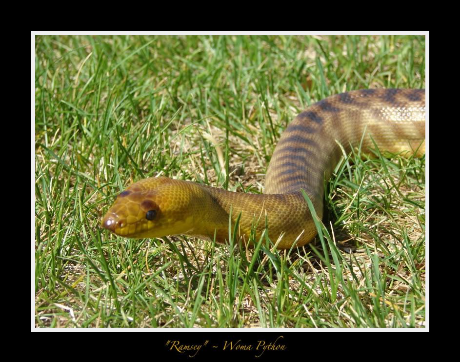 DSC04977.jpg Ramsey picture by bka_reptiles
