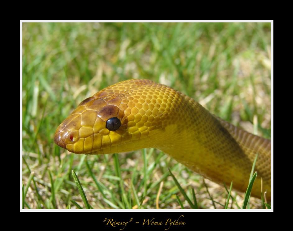 DSC04978.jpg Ramsey picture by bka_reptiles