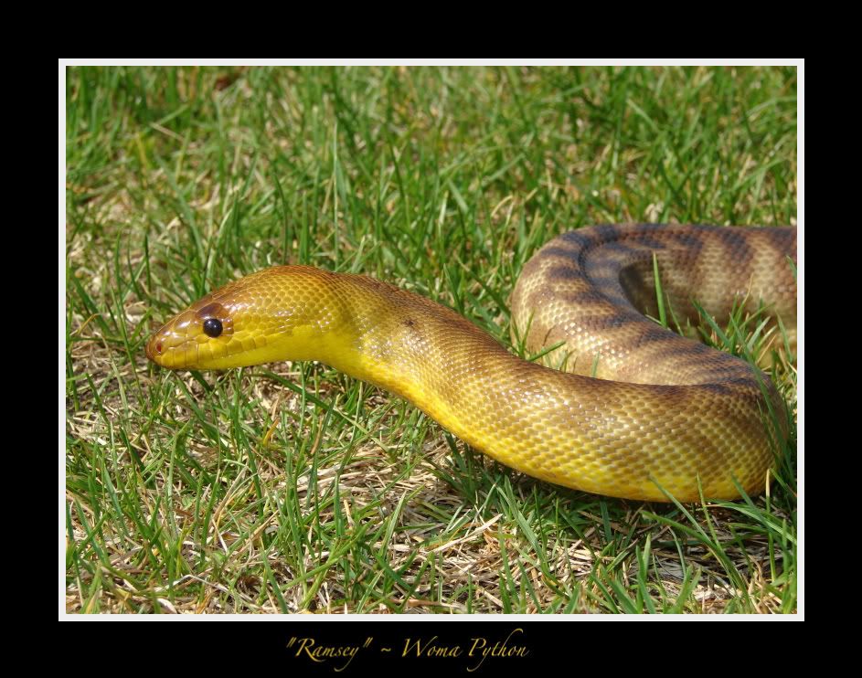 DSC04984.jpg Ramsey picture by bka_reptiles