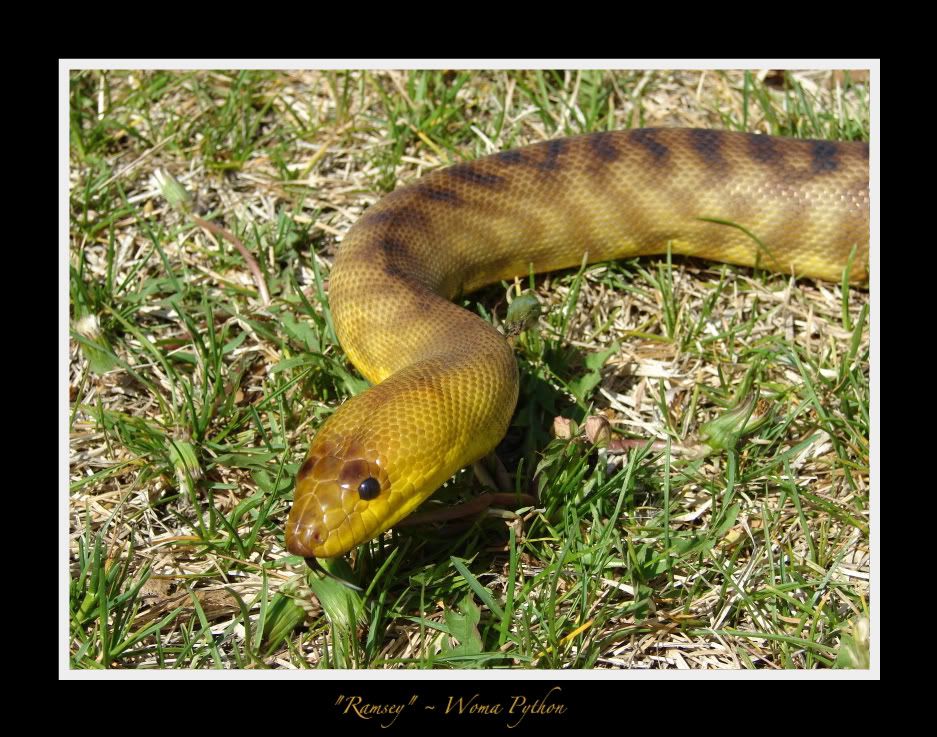 DSC04988.jpg Ramsey picture by bka_reptiles