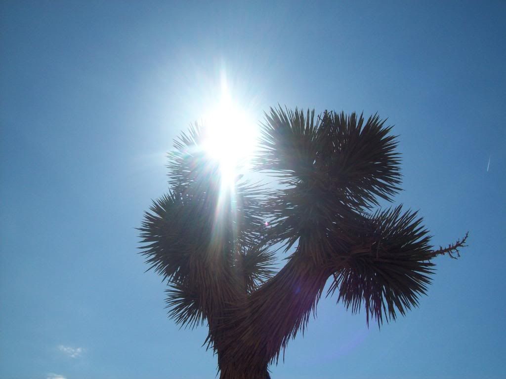 Bonsai Tree Rising Sun Pictures, Images &amp; Photos | Photobucket