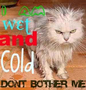 coldcat.jpg wet cat image by moonpack