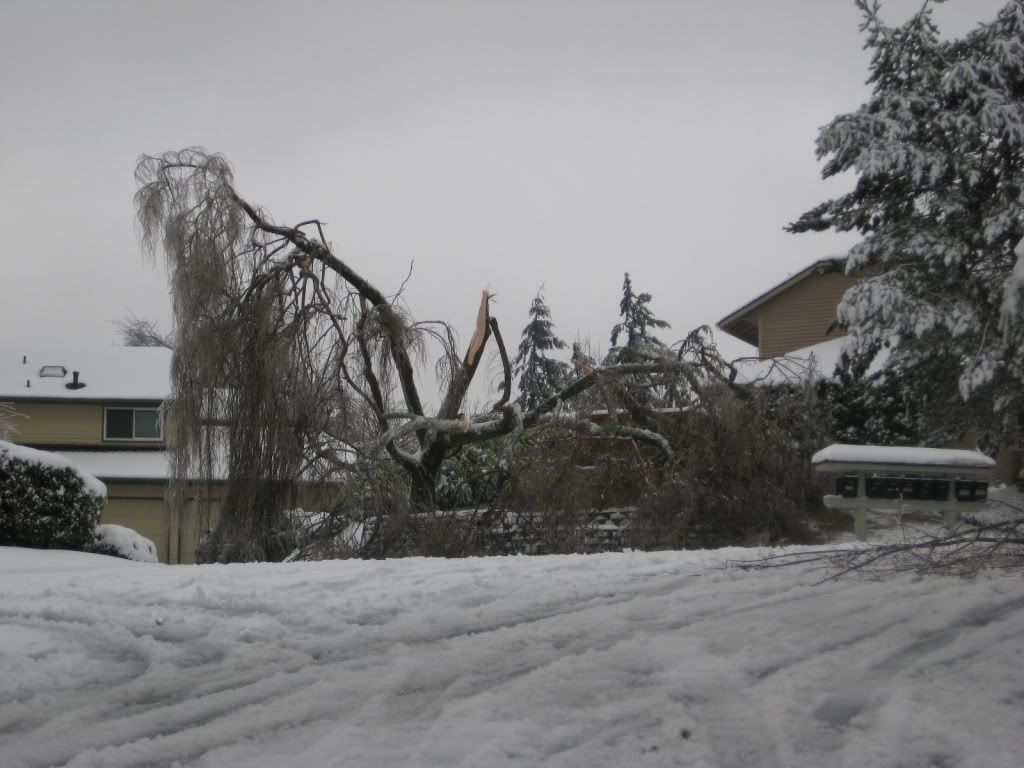 snowstorm2012028.jpg