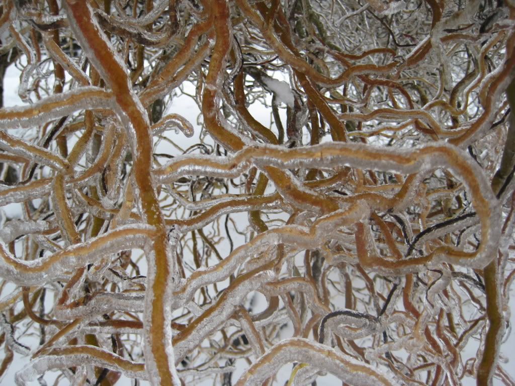 snowstorm2012033.jpg