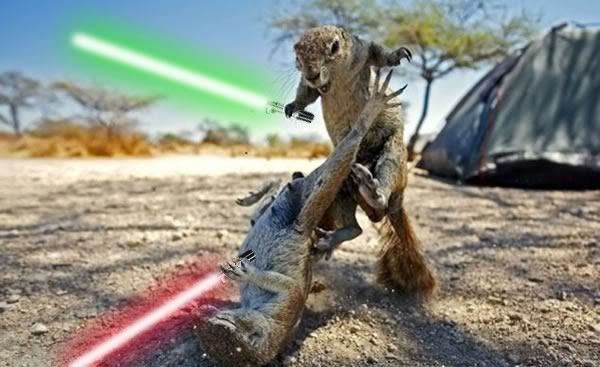 Jedi Squirrel Pictures, Images and Photos