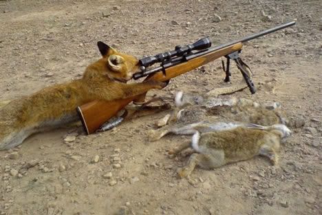 SniperFox.jpg