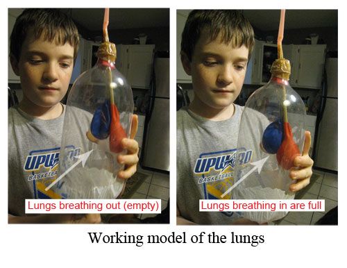 Working lung model