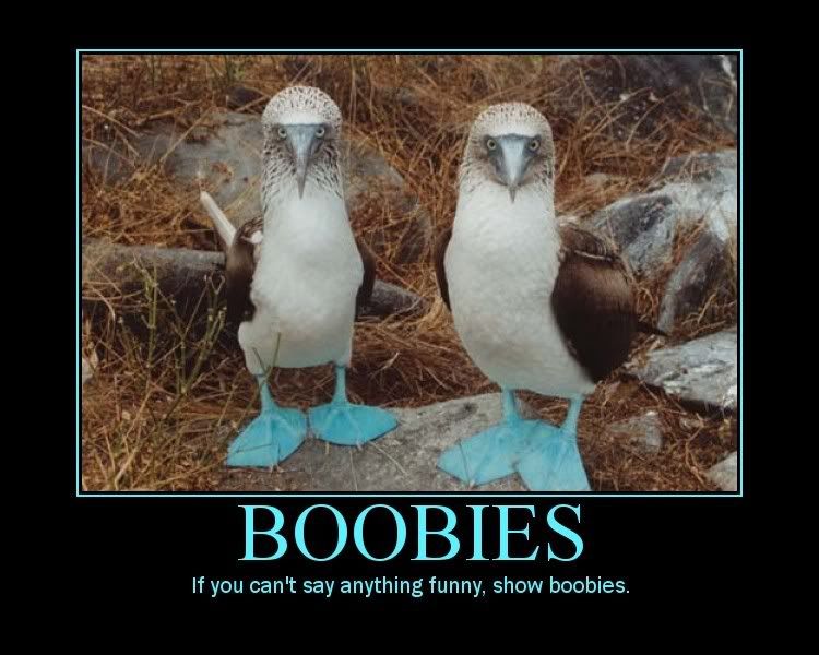 boobies-ifnotfunny.jpg