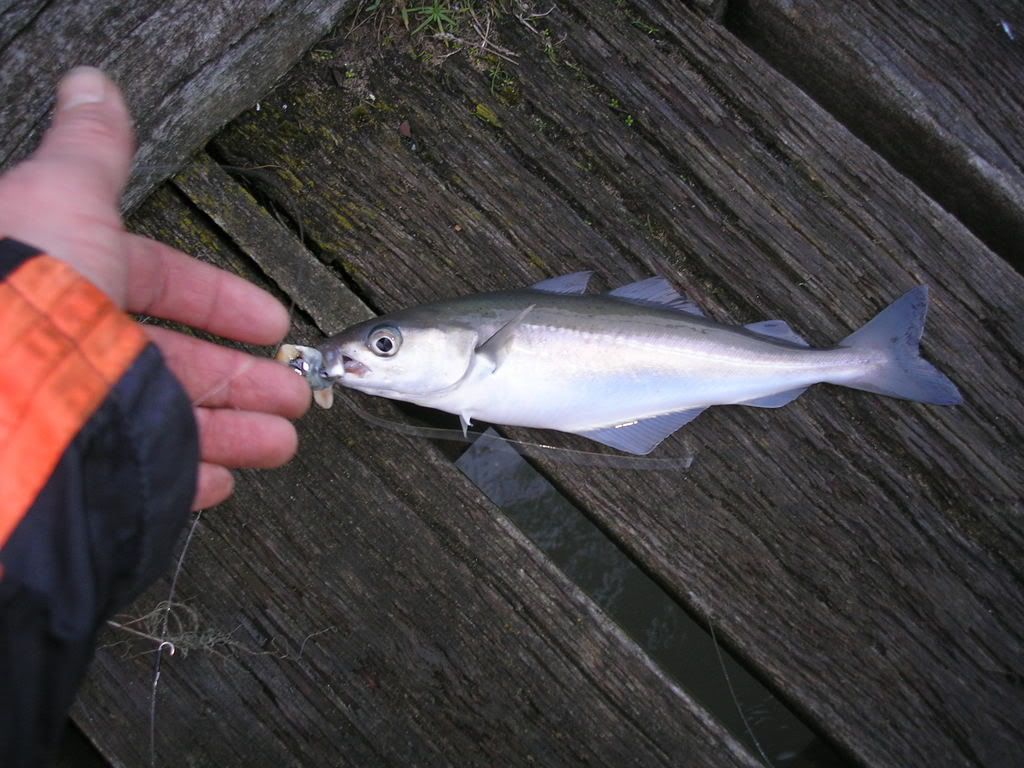 seahamjan2009001-1.jpg
