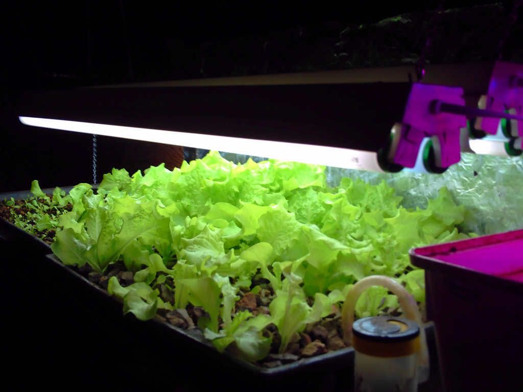 aquaponics systems design