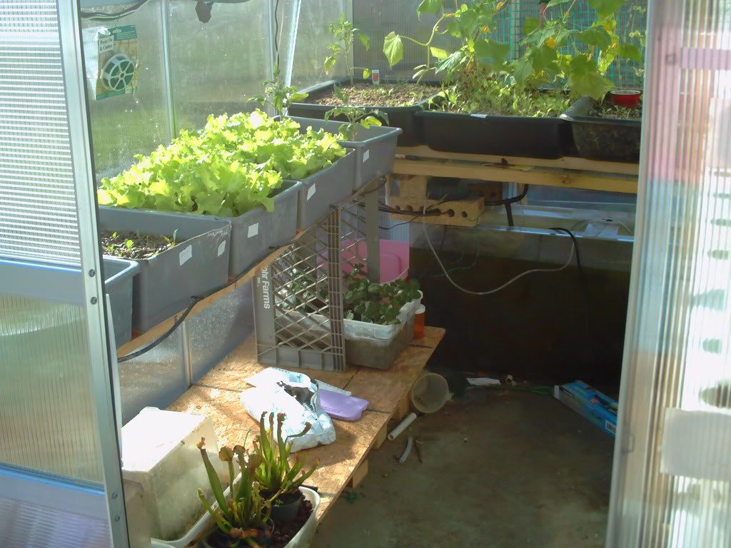 homemade dutch buckets in aquaponics system (c) mommyhen42 what is aquaponics