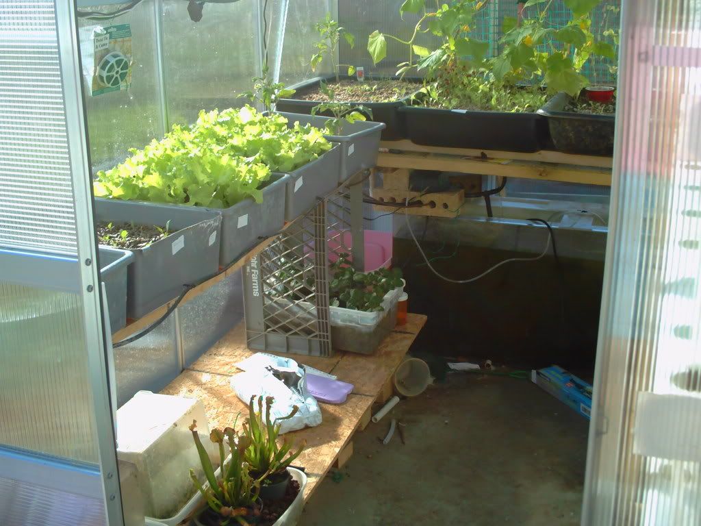 homemade dutch buckets in aquaponics system photo PICT0004.jpg