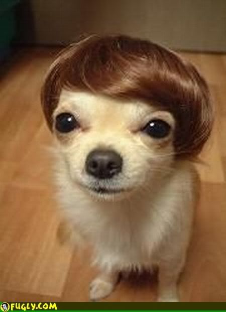 dog-wig.jpg